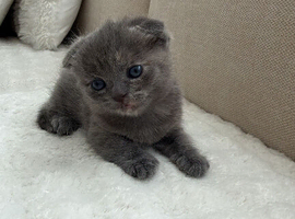 Scottish fold kitten grey blue