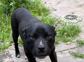 13 month old male staffy