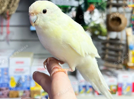 Looking for 5 pairs of kakarikis