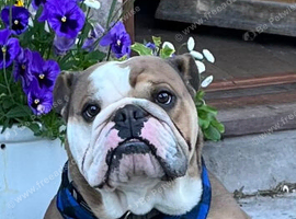 Eric the English Bulldog