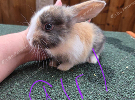 Lop eared x lion head baby rabbits