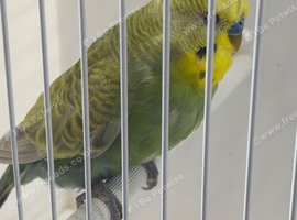 RING NUMBER 30 RAINBOW COCK BUDGIE RED RING 2024 BRED