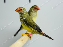 Star finch