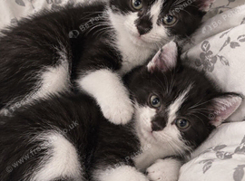Delilah and violet