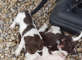 Gorgeous English Springer Spaniel Puppies