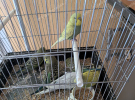 Baby budgies for sale