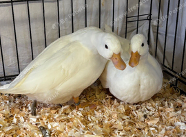 Pair of white call ducks