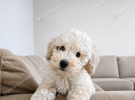 1 left -Toy poodle pups