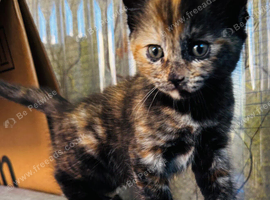 5 kittens for sale