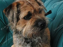 Border terrier looking for a loving home