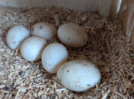 Hatching eggs