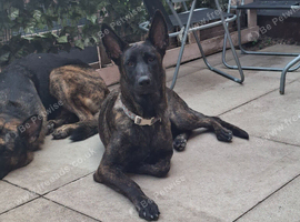 German shepherd cross dutch female