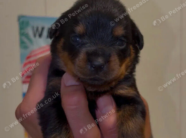 4 beautiful pups