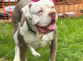 Fantastic stud available