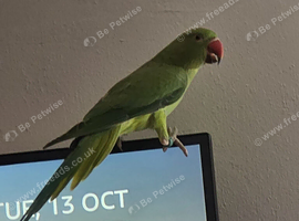 Female indian ringneck