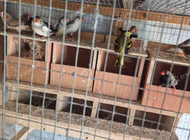 11 or 12 zebra finches