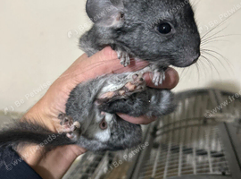 Baby Male Chinchilla