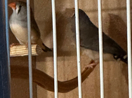 Two female finches no cage