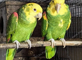 Yellow winged Blue fronted Amazons