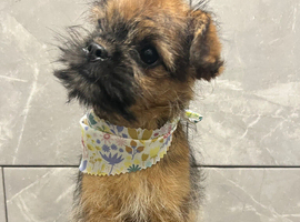 Super cute male puppy