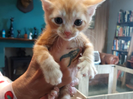 Gingal kittens (GINger x benGAL) x 5