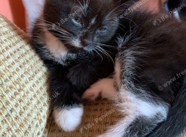 3 kittens looking too re home