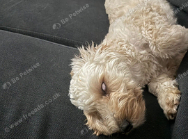 Cavapoo Boy