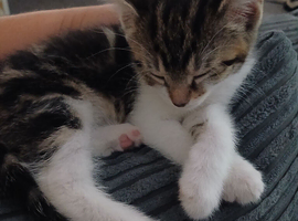 4 beautiful kittens for sale