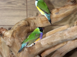 Gouldian Finches  male female,10