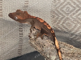 Crested Gecko