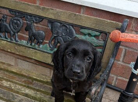 Working sprocker puppies