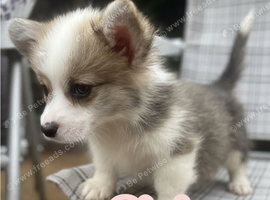 Show quality Pembrokeshire corgi READY!!!