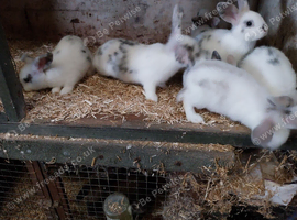 Mini rex x mini lop