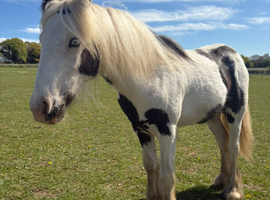 Friendly cob gelding yearling