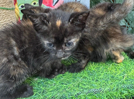 CALICO FEMALE KITTENS TO RESERVE