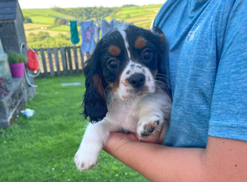 Gorgeous Cavalier Puppies -Now Ready