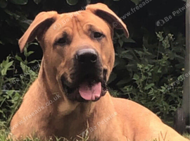 Boerboel x German shepherd