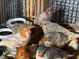 Zebra Finches