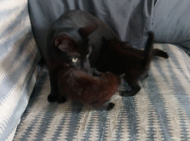 We have 1beautiful kittens for sale 1 girl