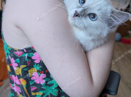 Ready now TICA EU champion line ragdoll kitten