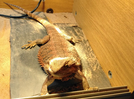 Bearded dragon (need to go asap)
