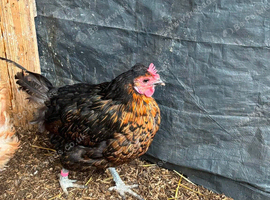 2 hens
