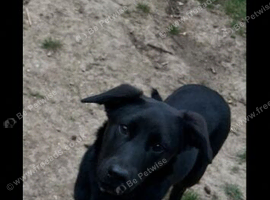Black Labrador Bonnie