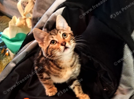 3 bengal kittens