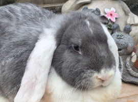 Lilac and white french lop Doe.