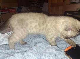 Ready now 2 female bengal kittens