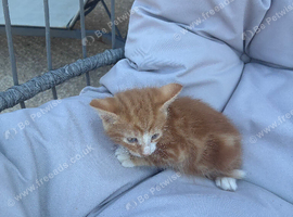 Ginger kittens for sale