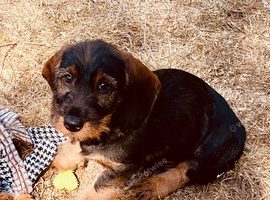 Gorgeous KC Registered Boy Wirehaired Dachshund Puppy