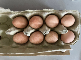 Guinea Fowl fertile eggs for hatching &pound;2.00 each