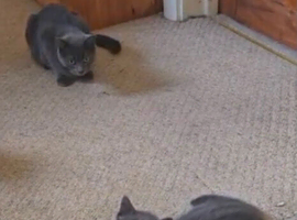 Two Russian blue baby boys